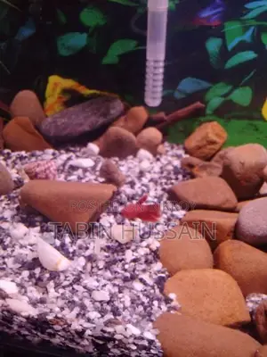 Betta Fish