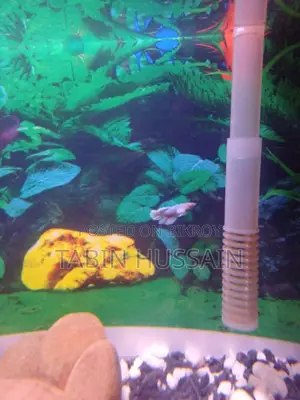 Betta Fish