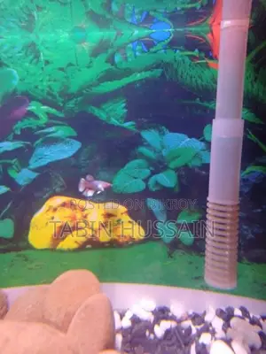 Betta Fish