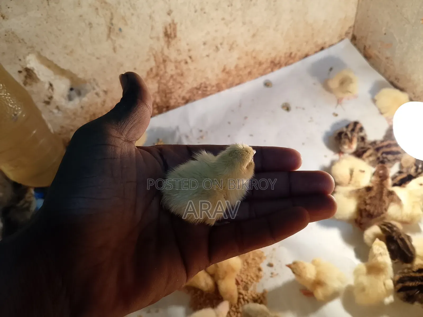 White Giant Coturnix Chicks