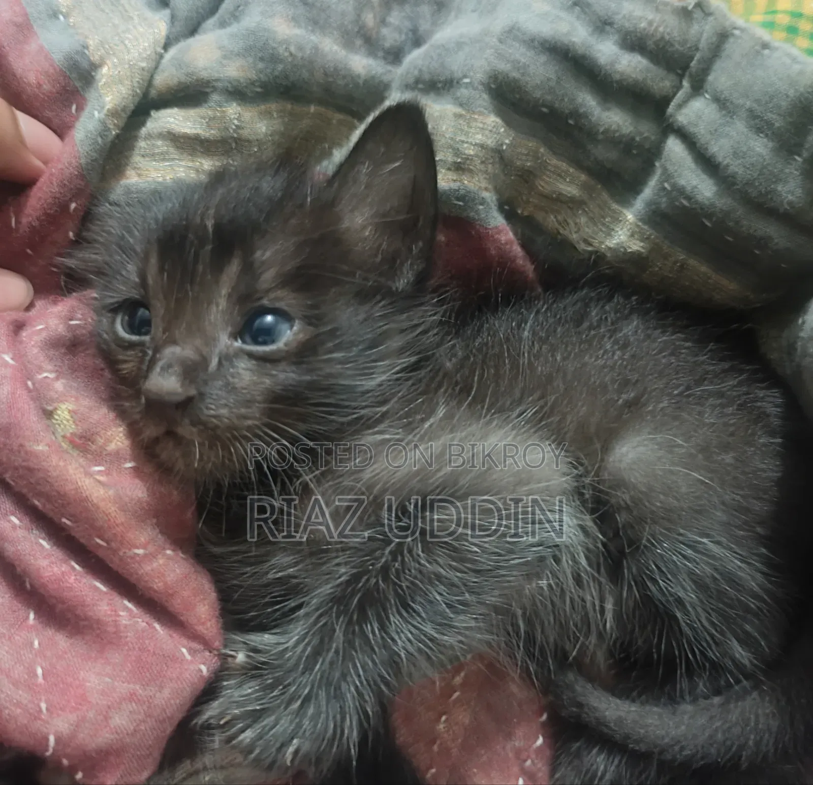 0-1 Month Female Purebred Bengal
