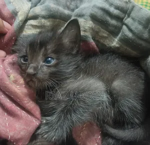 0-1 Month Female Purebred Bengal
