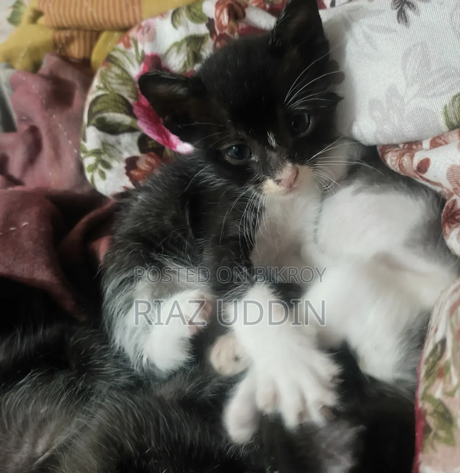 0-1 Month Female Purebred Bengal