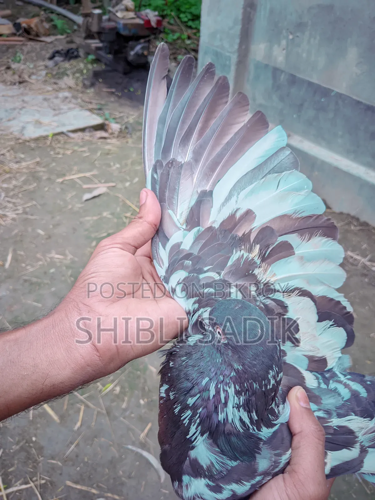 Clean Chila Pigeon