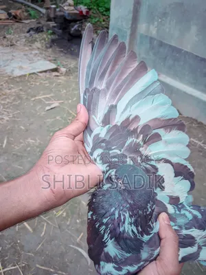 Clean Chila Pigeon