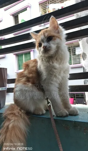 1-3 Months Female Mixed Breed Persian