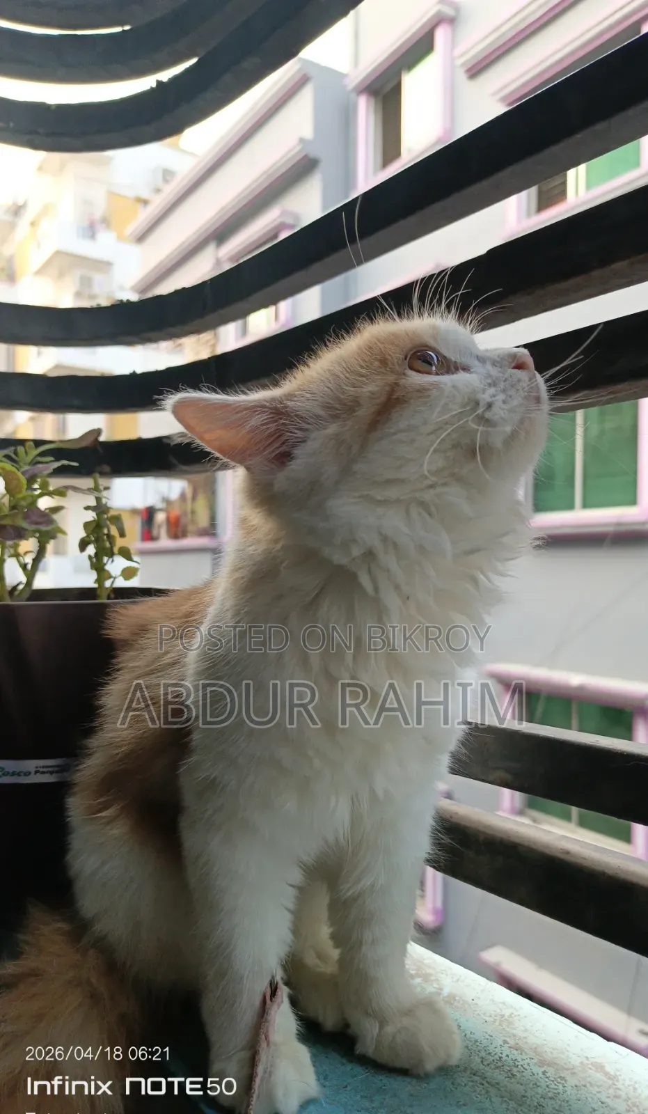 1-3 Months Female Mixed Breed Persian