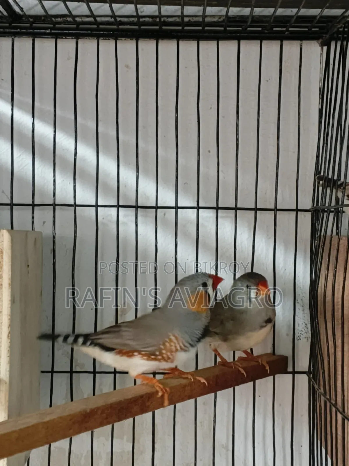 জেব্রা ফিঞ্চ