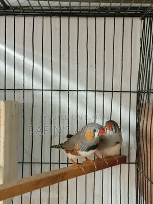 জেব্রা ফিঞ্চ