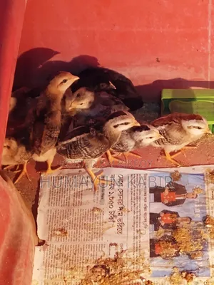 Original Native Chicken Chicks for Sale