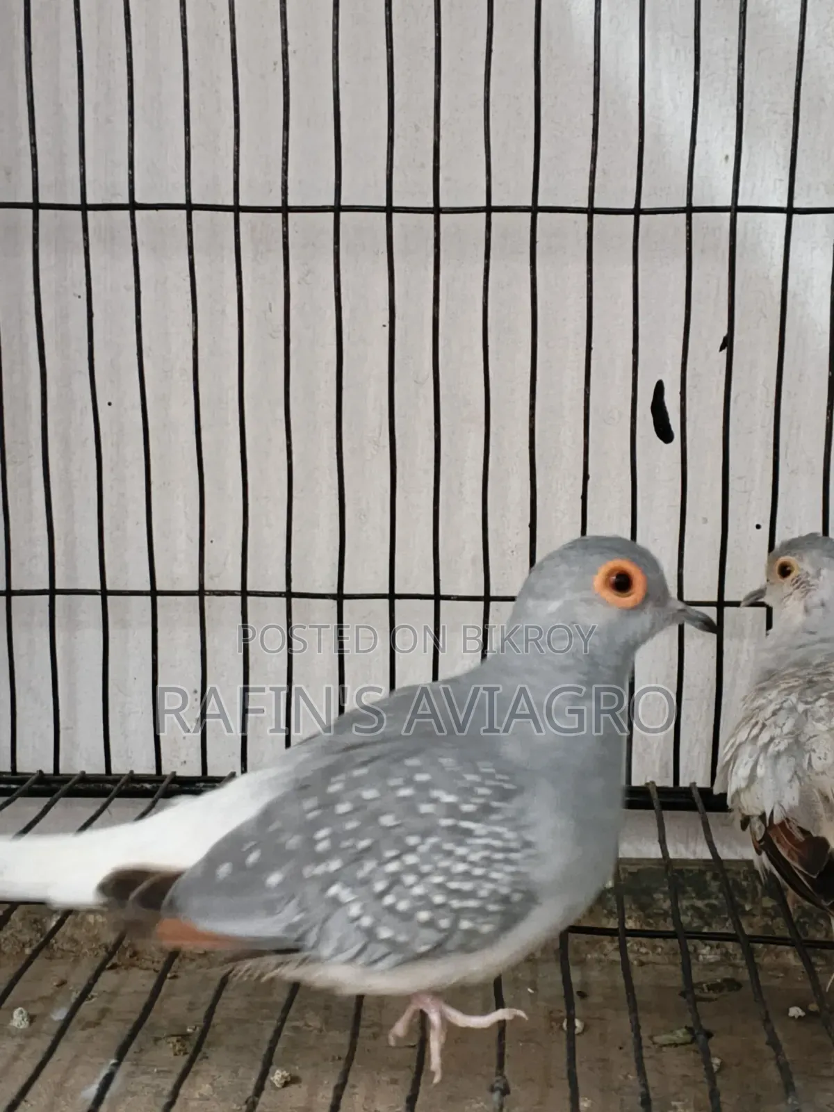 Dimond Dove Family