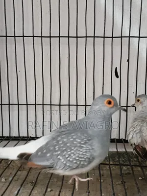 Dimond Dove Family