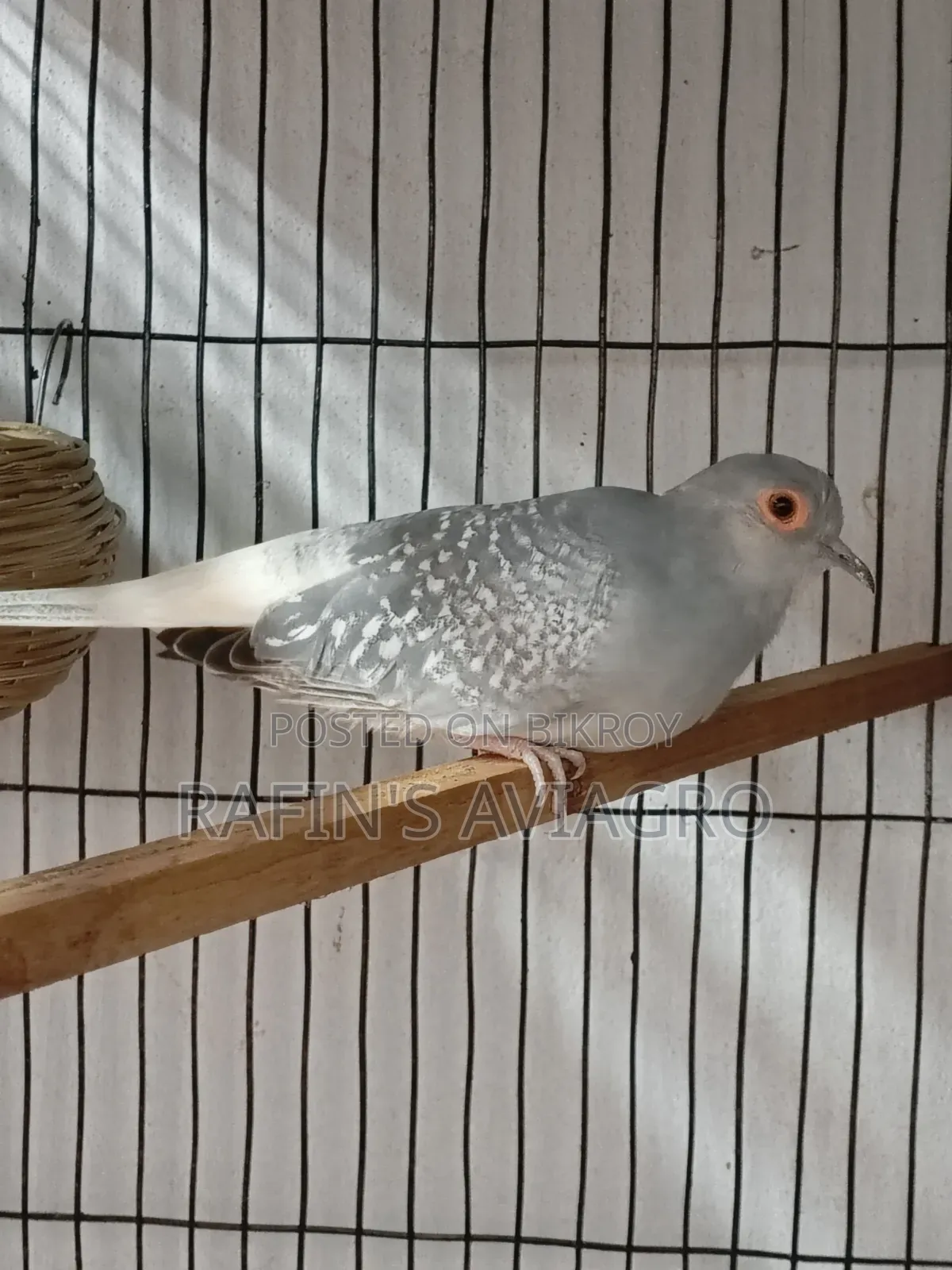 Dimond Dove Family