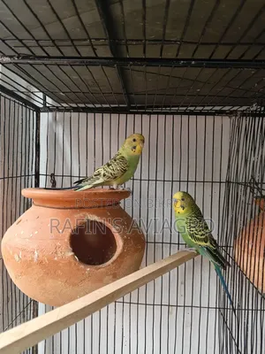 Budgies Pair