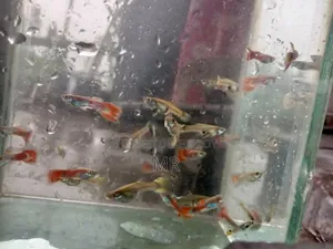 Mix Guppy Fish