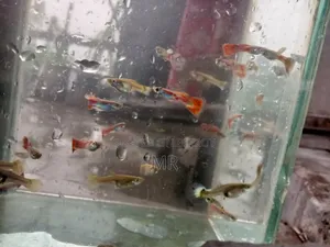 Mix Guppy Fish