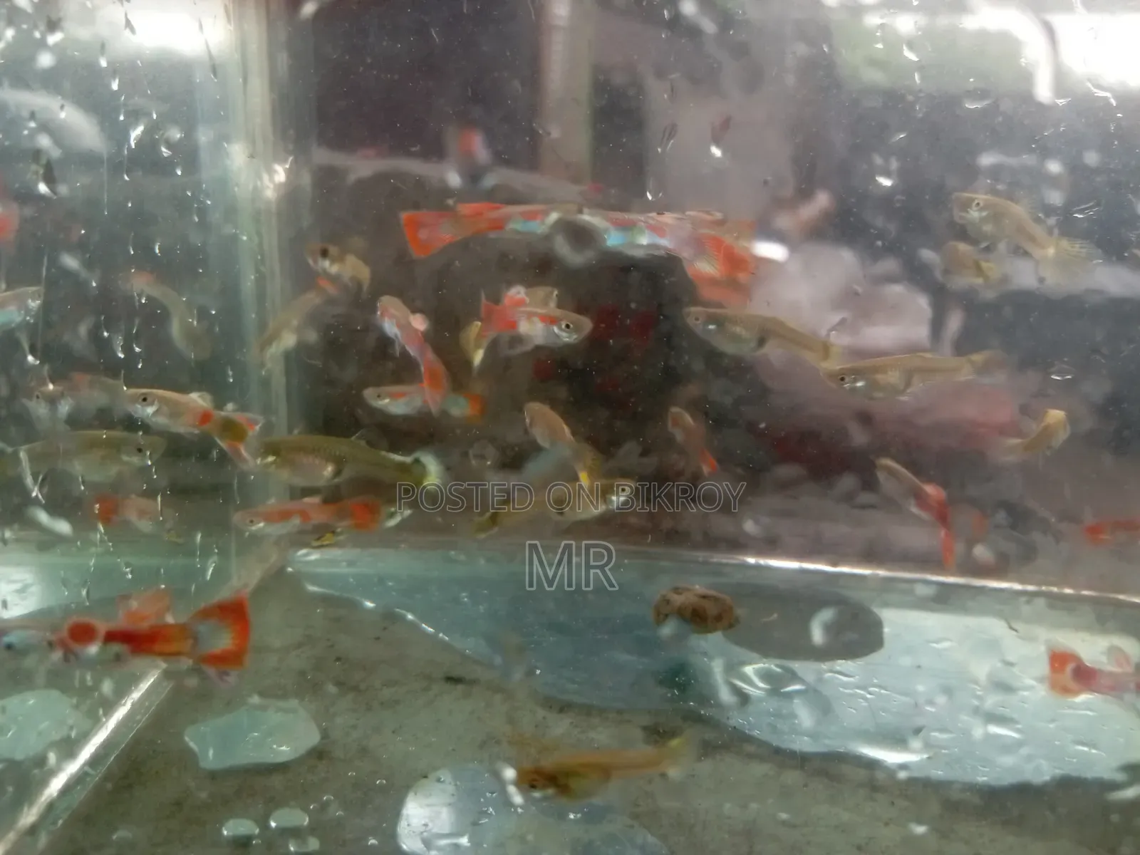 Mix Guppy Fish