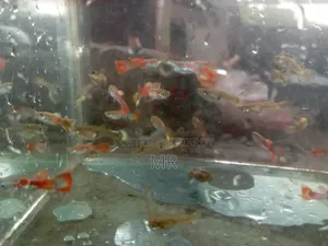 Mix Guppy Fish