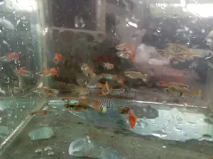 Mix Guppy Fish