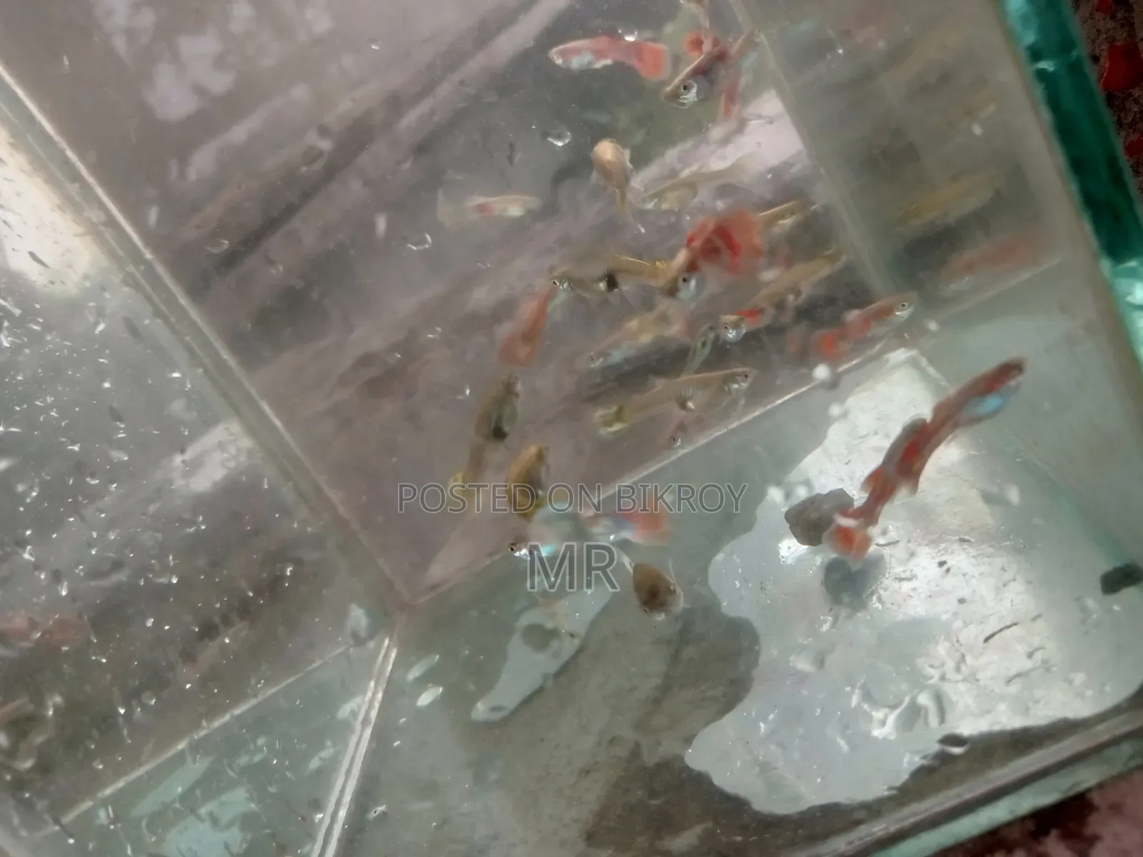 Mix Guppy Fish