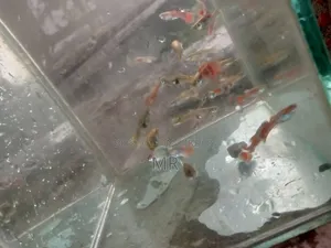 Mix Guppy Fish