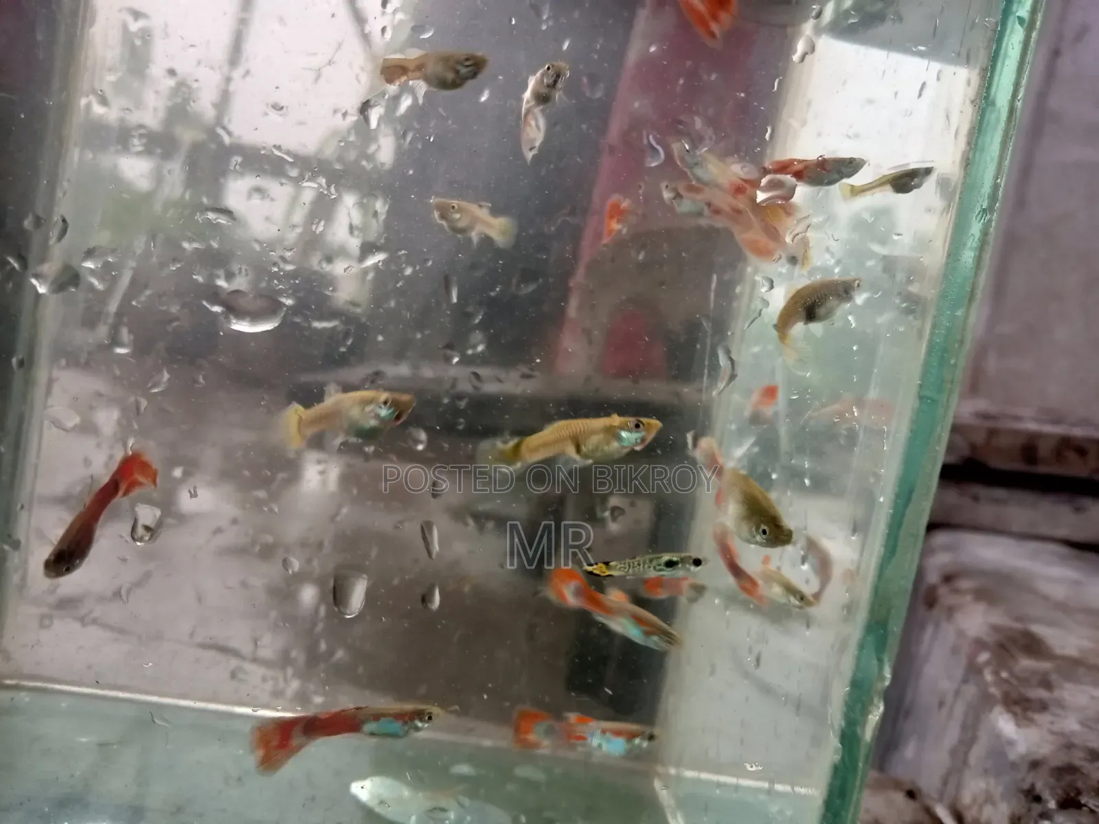 Mix Guppy Fish