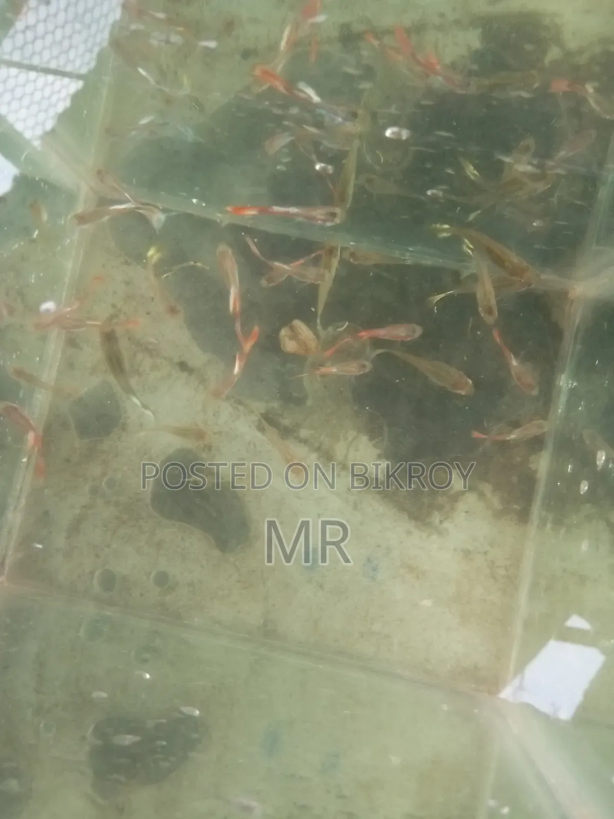 Mix Guppy Fish