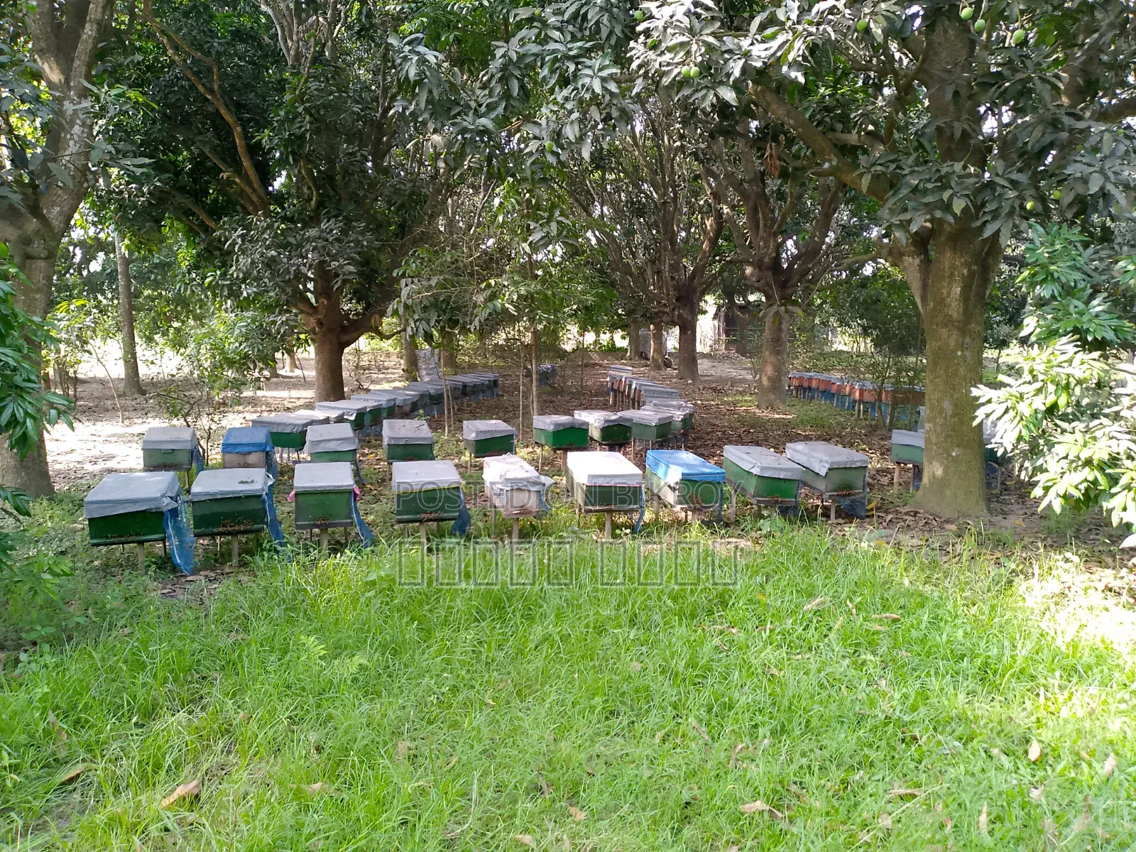 10 Katha Land for Sale with Mango Orchard – Adjacent to 10ft Road