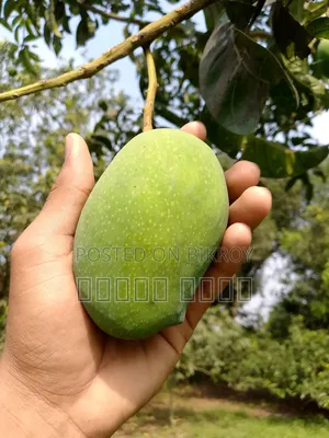 10 Katha Land for Sale with Mango Orchard – Adjacent to 10ft Road