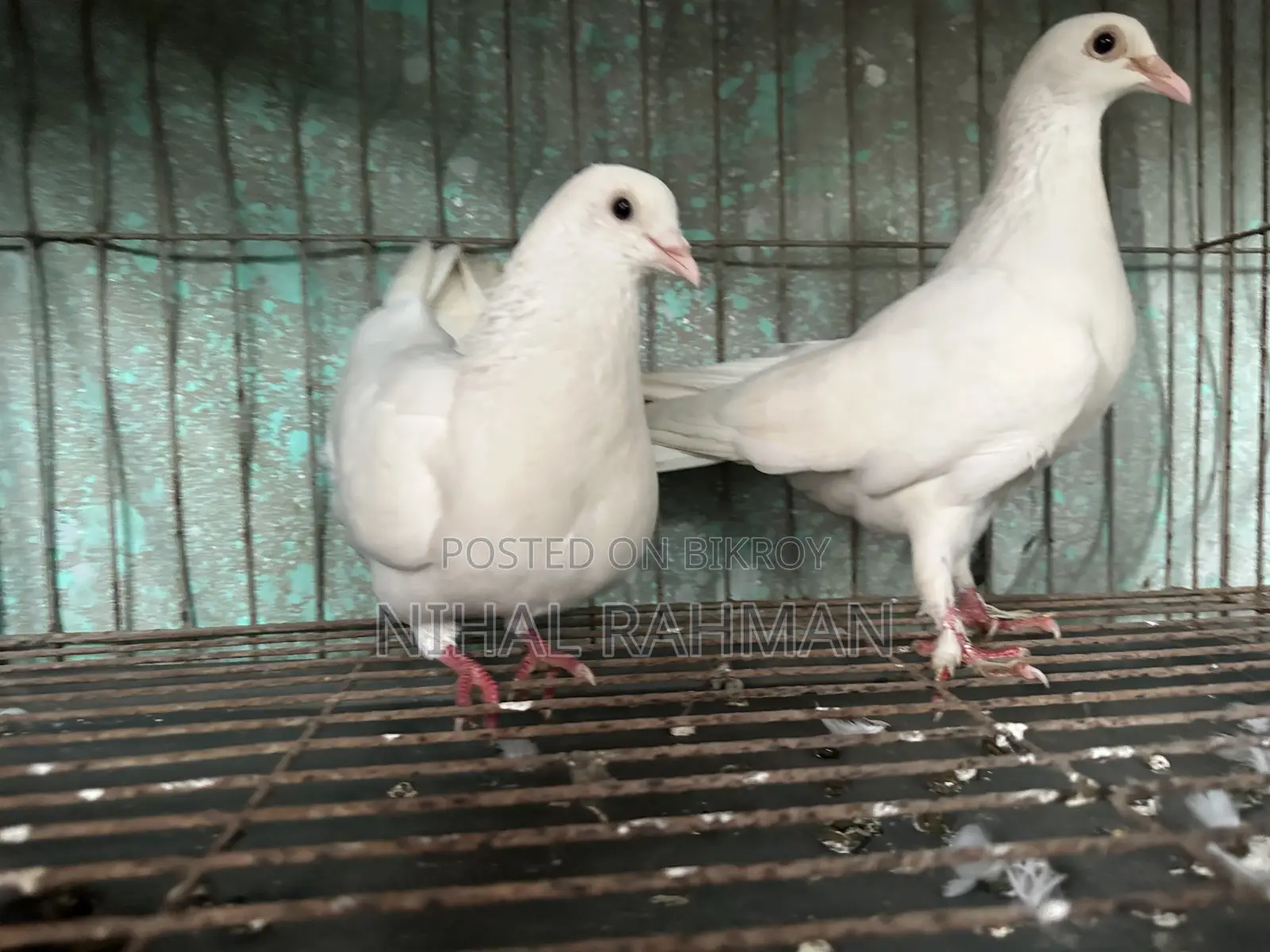 7 Pairs of High-Quality Pigeons