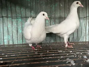 7 Pairs of High-Quality Pigeons