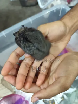 ক্যাম্পবেল ডোয়ার্ফ হ্যামস্টার ৫ সপ্তাহ বয়সী