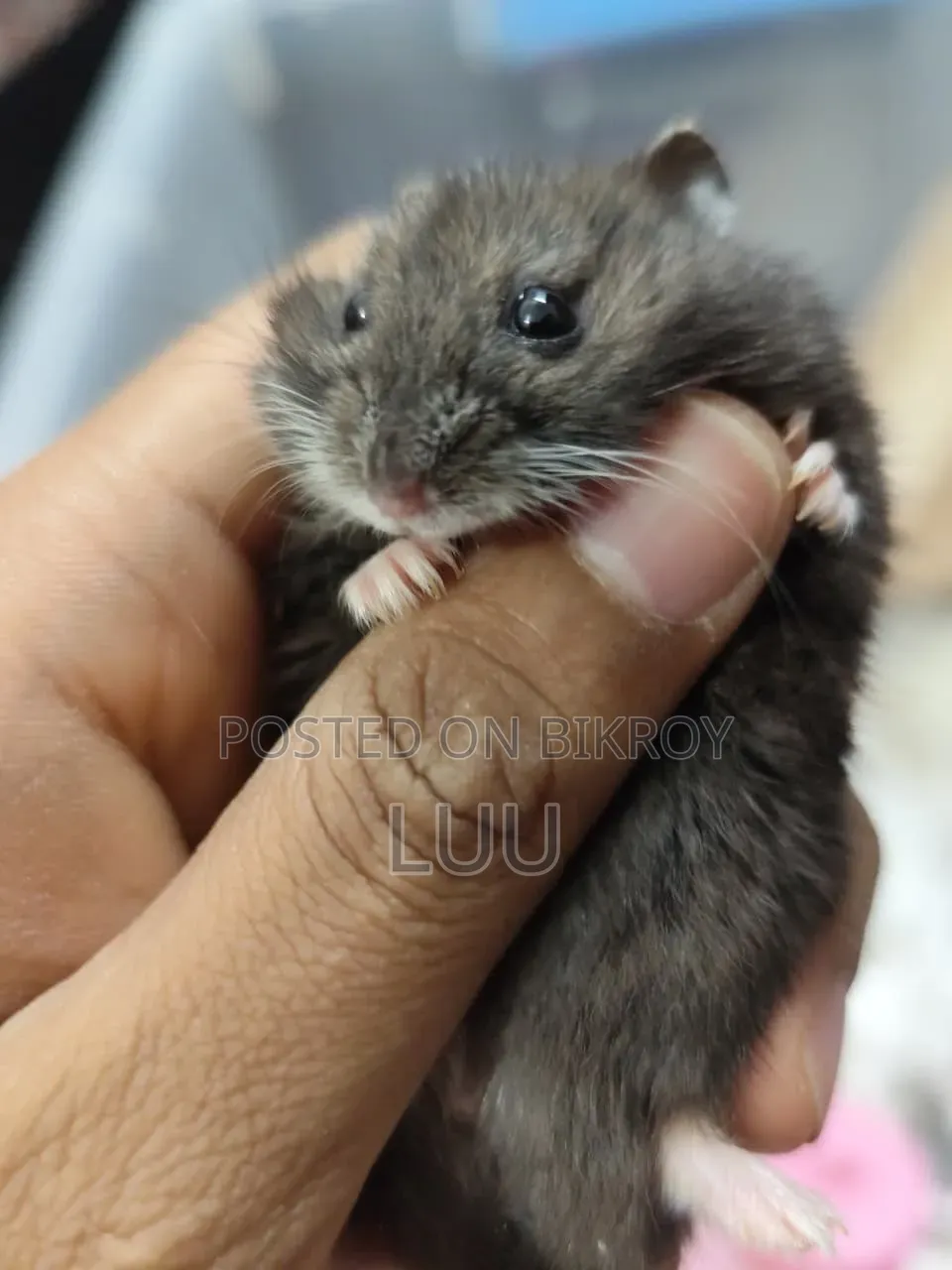 ক্যাম্পবেল ডোয়ার্ফ হ্যামস্টার ৫ সপ্তাহ বয়সী