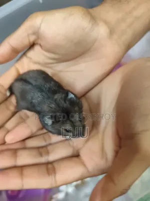 ক্যাম্পবেল ডোয়ার্ফ হ্যামস্টার ৫ সপ্তাহ বয়সী