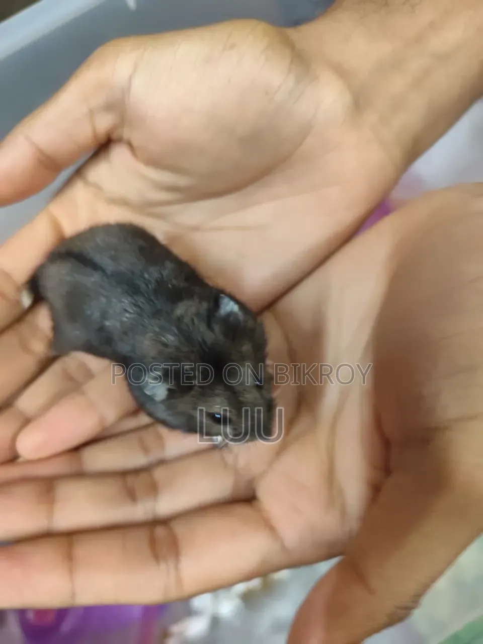 ক্যাম্পবেল ডোয়ার্ফ হ্যামস্টার ৫ সপ্তাহ বয়সী