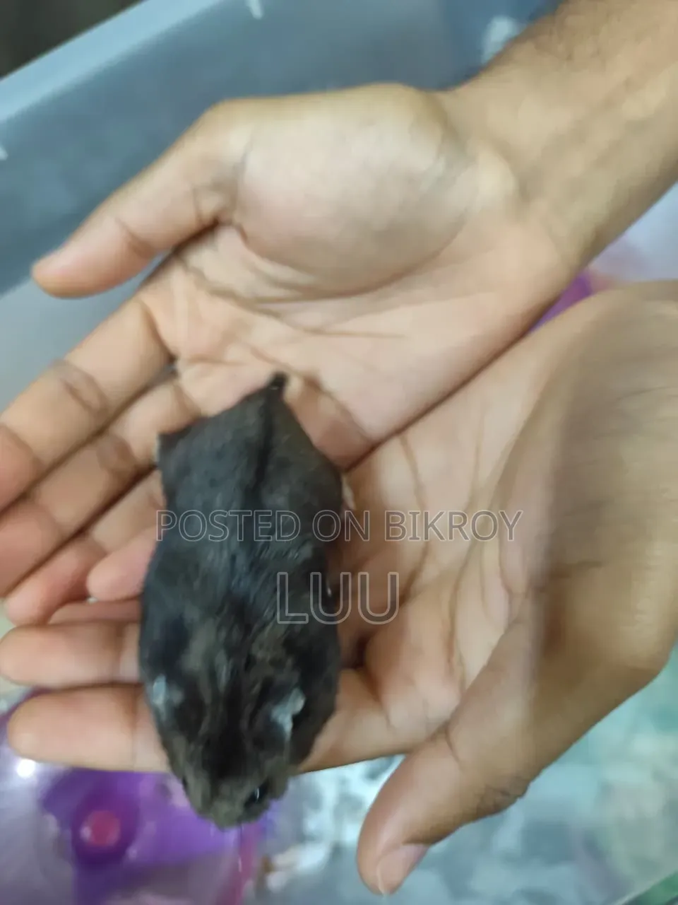 ক্যাম্পবেল ডোয়ার্ফ হ্যামস্টার ৫ সপ্তাহ বয়সী