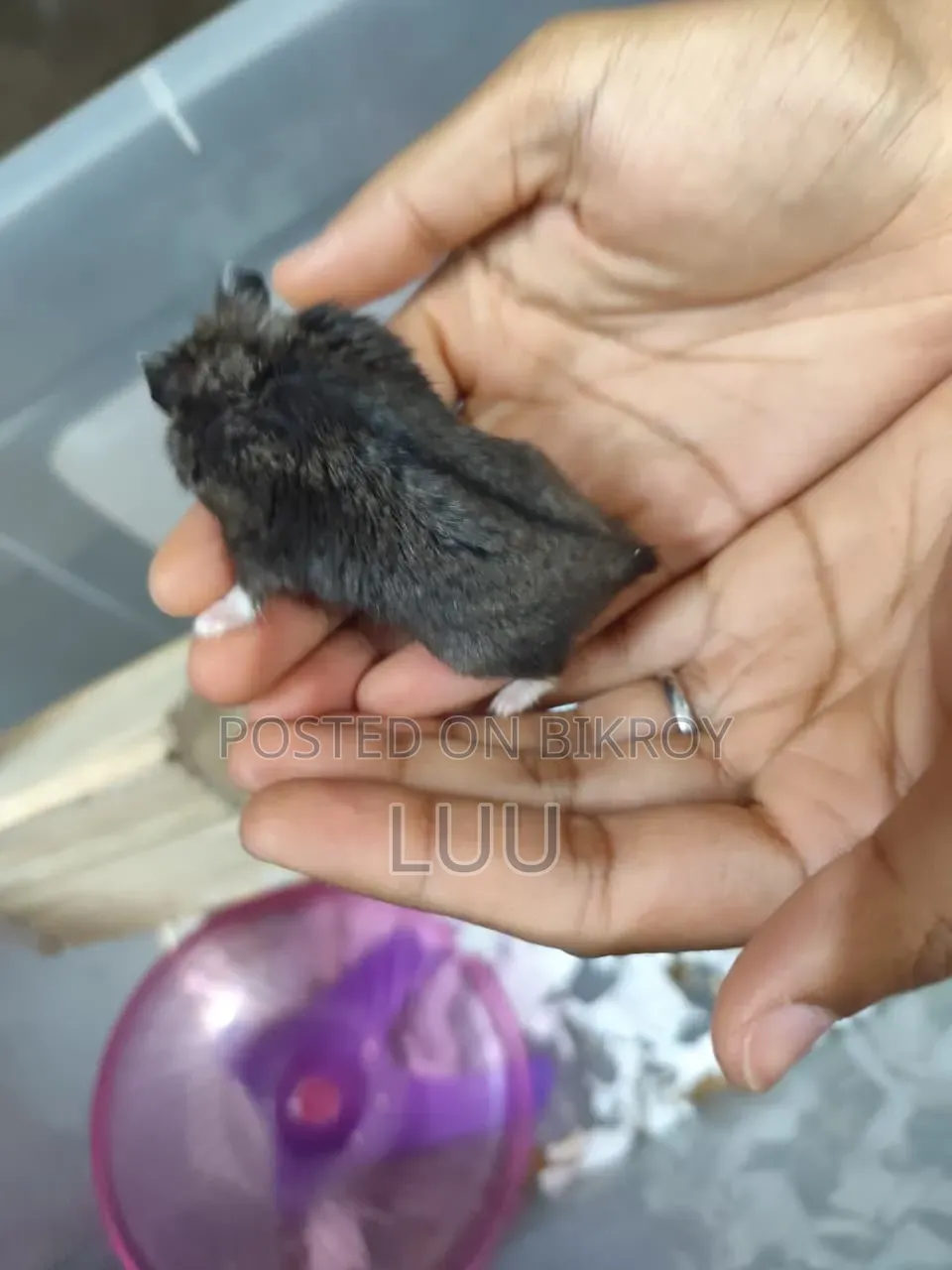 ক্যাম্পবেল ডোয়ার্ফ হ্যামস্টার ৫ সপ্তাহ বয়সী
