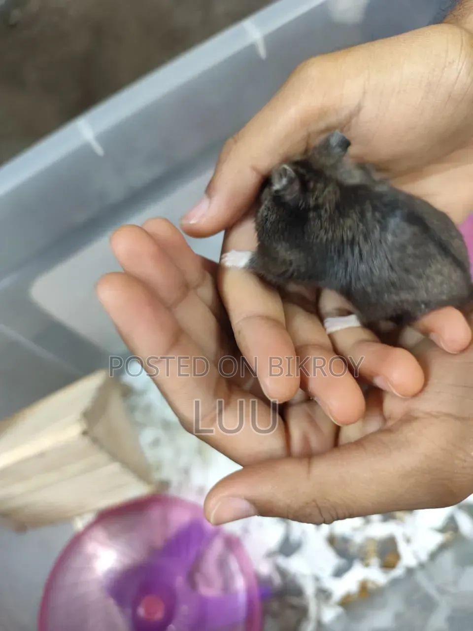 ক্যাম্পবেল ডোয়ার্ফ হ্যামস্টার ৫ সপ্তাহ বয়সী