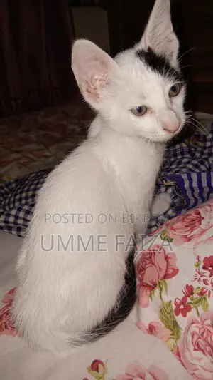 1-3 Months Male Mixed Breed Bengal