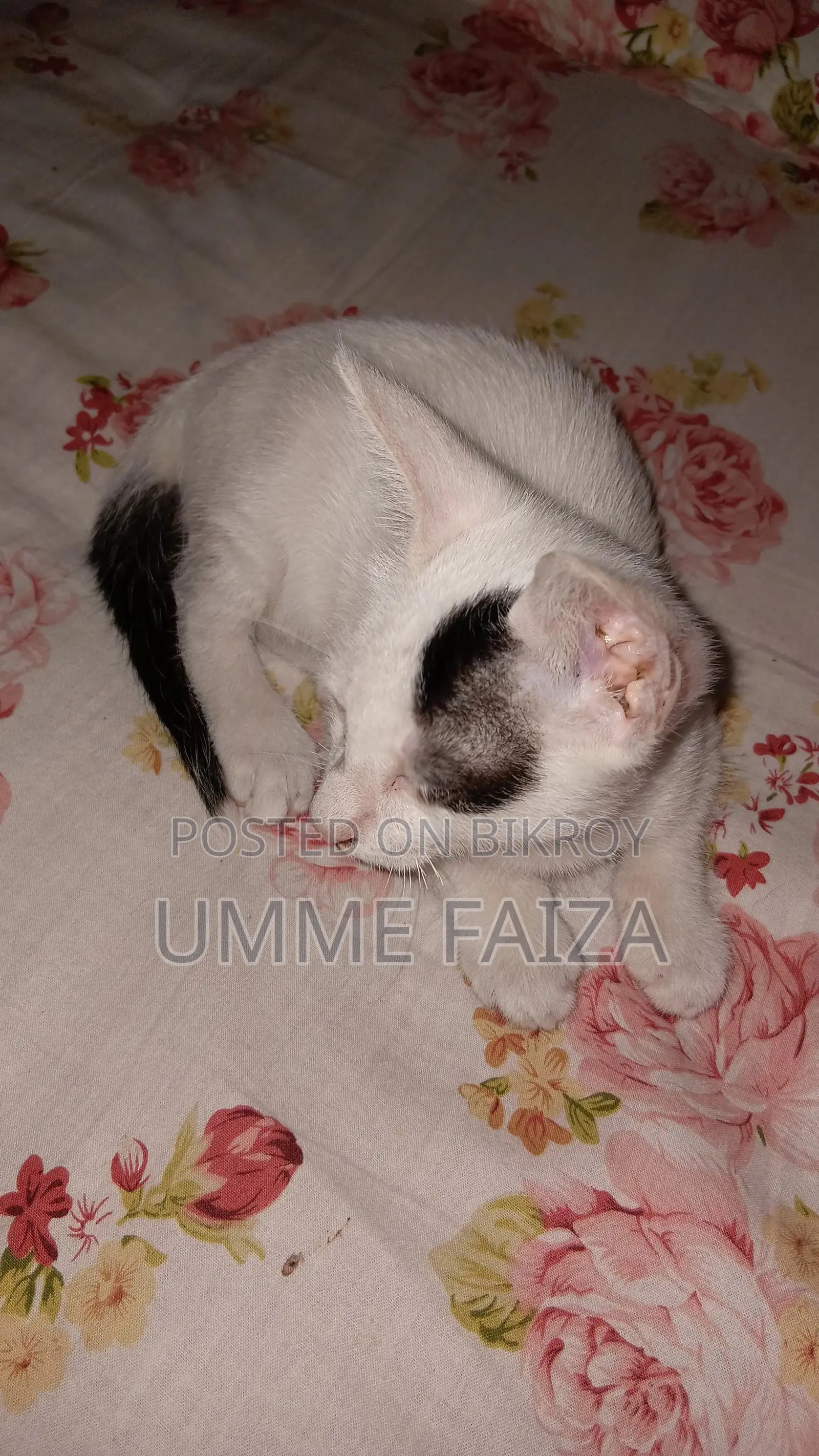 1-3 Months Male Mixed Breed Bengal
