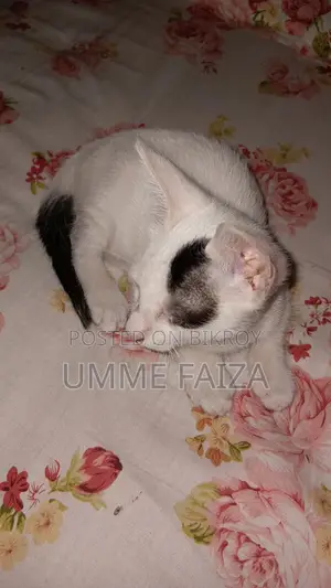 1-3 Months Male Mixed Breed Bengal