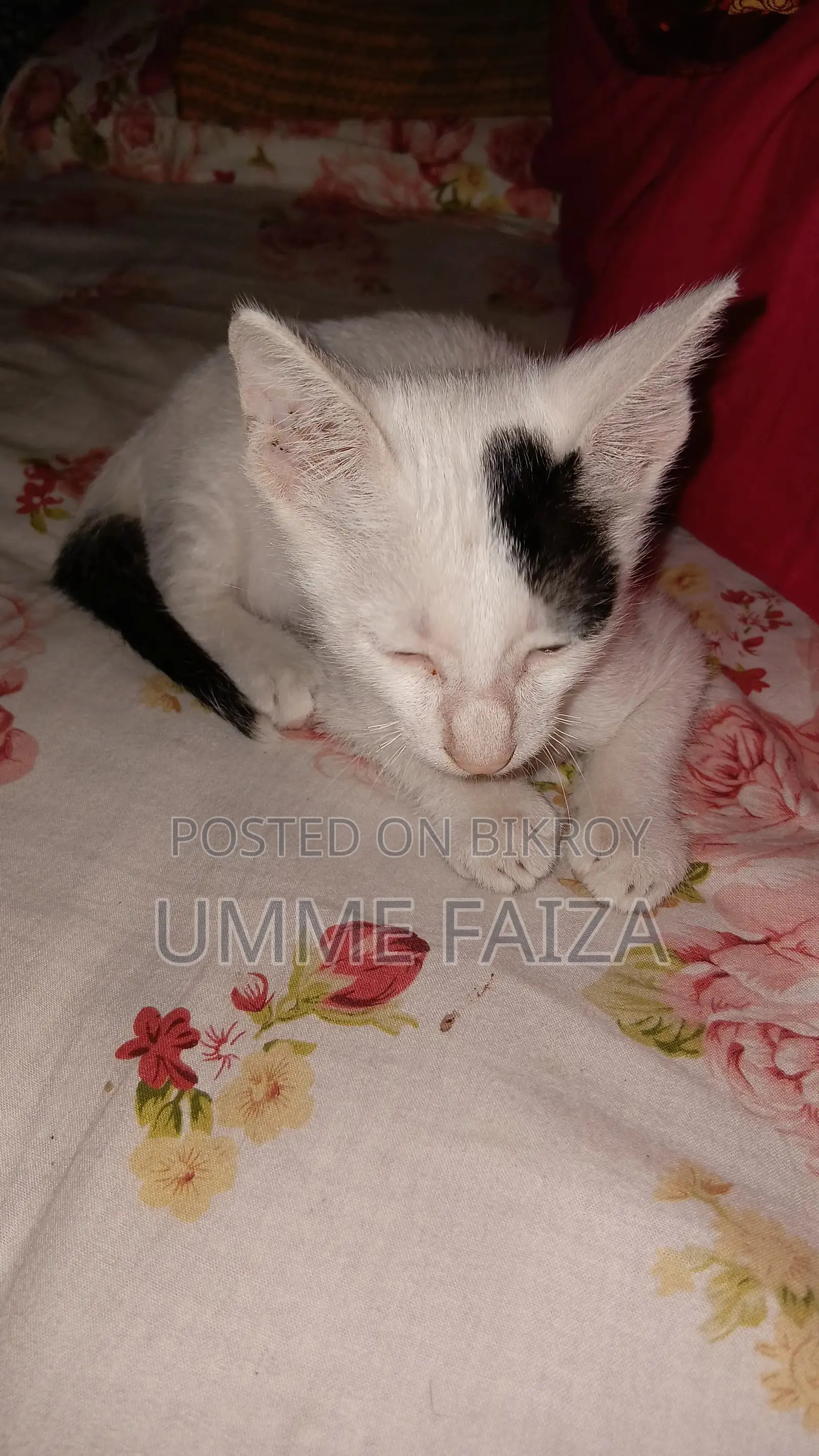1-3 Months Male Mixed Breed Bengal