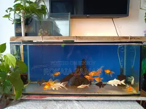 একুরিয়াম (Aquarium)