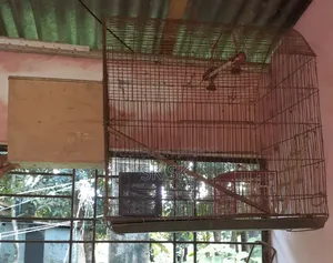 Large Size Bird Cage