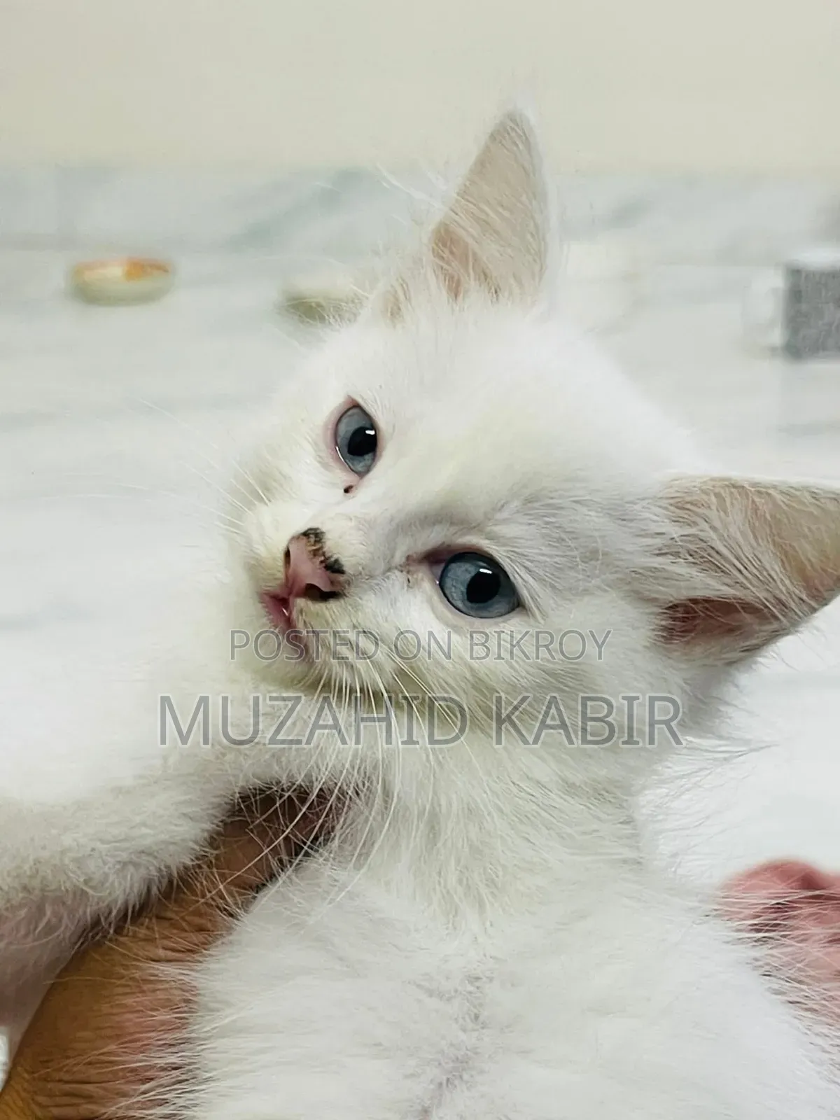 1-3 Months Male Purebred Persian