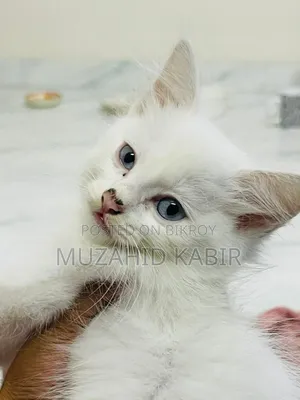 1-3 Months Male Purebred Persian