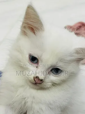 1-3 Months Male Purebred Persian