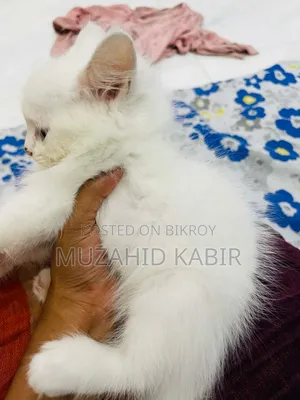 1-3 Months Male Purebred Persian