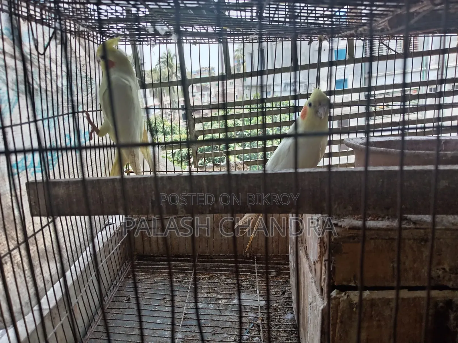 Cockatiel Birds