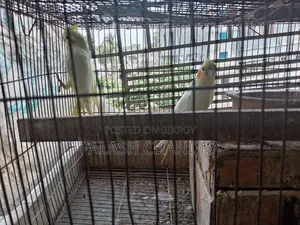 Cockatiel Birds
